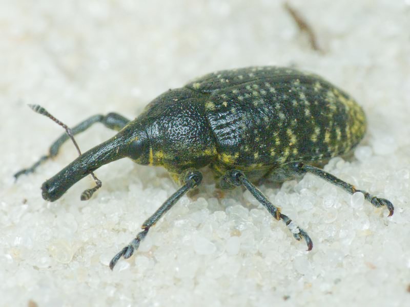 Larinus (Phyllonomeus) sturnus (Schaller, 1873)
